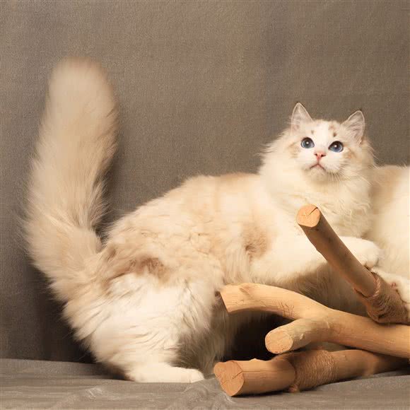 四月喵居·猫咪寄养洗护:深圳市龙华区龙华附近