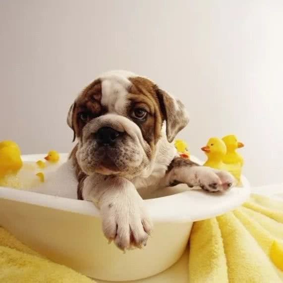 爱宠小铺:深圳市龙华区龙华附近