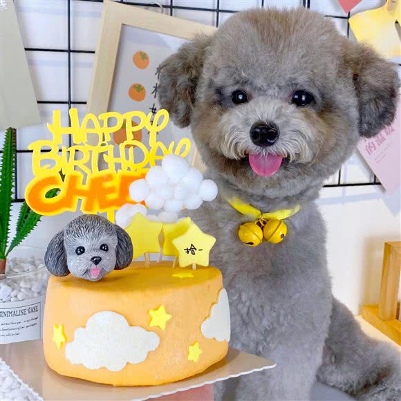 宠食辰宠物烘焙坊:深圳市龙华区龙华附近