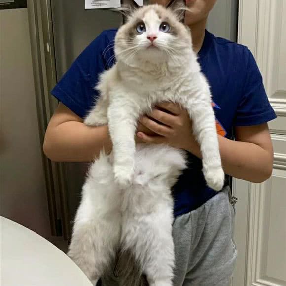 萌宠猫舍:深圳市龙华区龙华附近