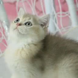 宠宠猫舍:深圳市龙华区龙华附近