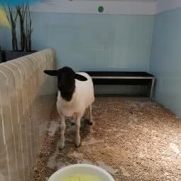 袖虎宠物萌宠乐园(龙华星河cococity店):深圳市龙华区梅林关附近