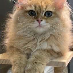 A CAT猫馆:深圳市龙华区梅林关附近