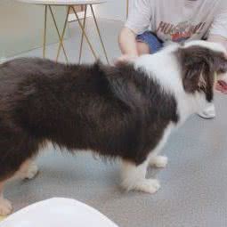 萌憨憨宠物店:深圳市龙华区梅林关附近