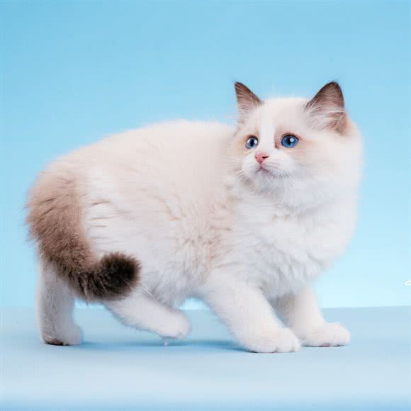 元宝宠物生活馆:北京城区朝阳区双井附近