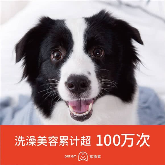 宠物家(白石龙店):深圳市龙华区梅林关附近