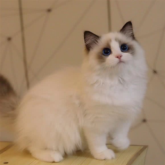 CATHOME猫巢猫舍:深圳市龙华区梅林关附近