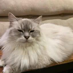 大型撸猫现场(玖龙荟店):深圳市龙华区梅林关附近