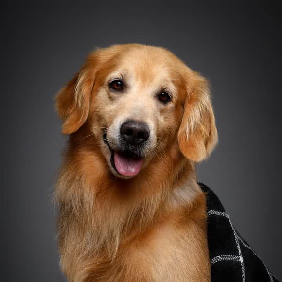 PETKIT小佩宠物(深圳环观南路店):深圳市龙华区观澜附近