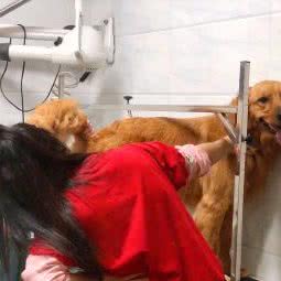 CT艾宠舍宠物生活馆:深圳市光明区公明附近