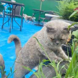 崭新天花园式撸猫馆:深圳市光明区公明附近