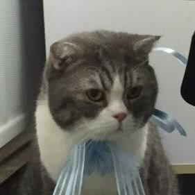 派多格宠物(奥园峰荟店):深圳市光明区光明新区附近