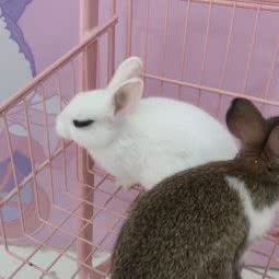 万物可爱萌宠体验馆:珠海市香洲区拱北附近