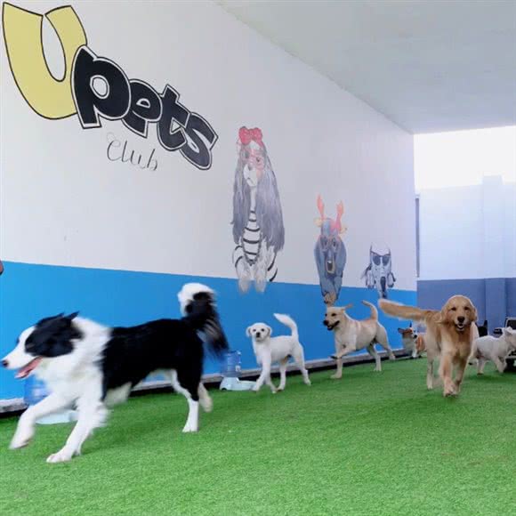 Upets优派宠物·散养寄养·皮肤调理(百环家园店):北京城区朝阳区双井附近