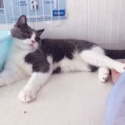 珠海市美奇动物医院:珠海市香洲区拱北附近