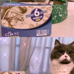 爱猫人.布偶猫舍:珠海市香洲区香洲汽车总站附近