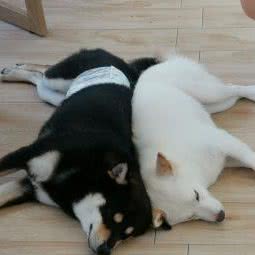 柴柴解忧馆:珠海市香洲区吉大附近