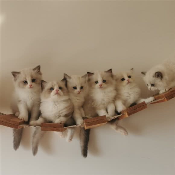 悠米私宠猫舍:珠海市香洲区吉大附近