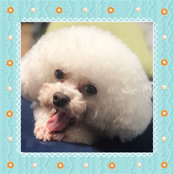 玖玖宠物:珠海市香洲区新香洲附近