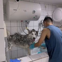 HAMMER镰刀宠物店:珠海市香洲区新香洲附近