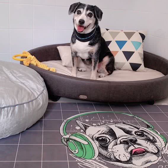 精灵宠物生活馆:珠海市香洲区新香洲附近