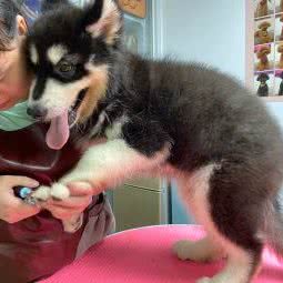 爱尚宠(五洲康城分店):珠海市香洲区新香洲附近