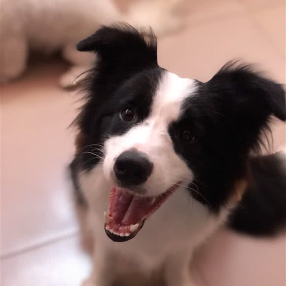 Pet station宠物工作室:珠海市香洲区新香洲附近