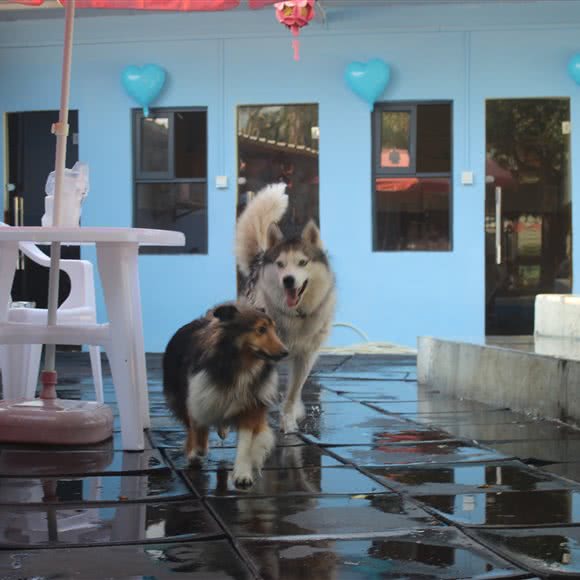 咪狗公寓:珠海市香洲区新香洲附近