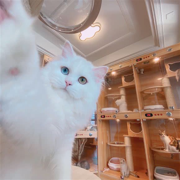 云予猫屋:珠海市香洲区华发商都附近