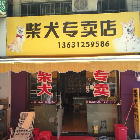 柴犬专卖店:珠海市香洲区夏湾附近