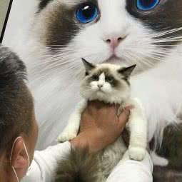 宠心康宠物诊所24小时:珠海市香洲区夏湾附近