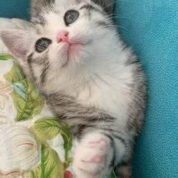 仁仁宠物医院:天津城区宝坻区宝坻区附近