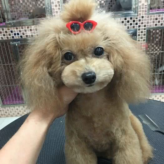 云斐宠物馆:珠海市香洲区前山附近