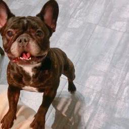 DOMI宠物生活馆:珠海市香洲区唐家湾/唐家市场附近