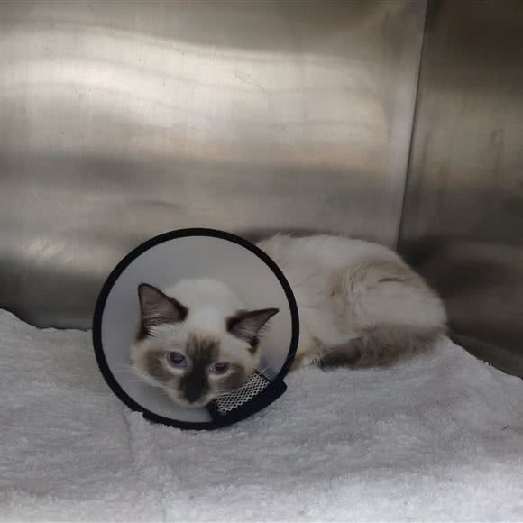 舔舔动物医院24小时(唐家分院):珠海市香洲区唐家湾/唐家市场附近