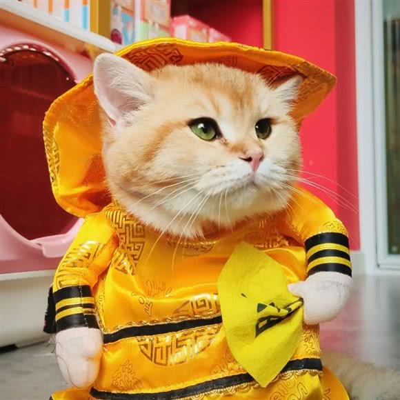 南观场的猫酒店:北京城区朝阳区双井附近