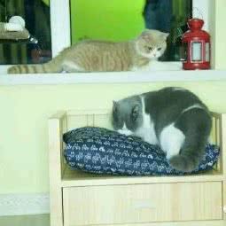 宠物猫咪寄养:天津城区滨海新区经济开发区附近