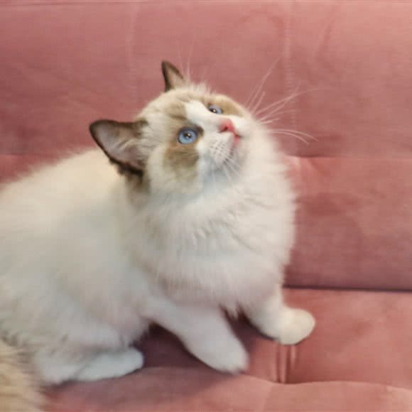 MAKA高端宠物生活馆:珠海市金湾区吉林大学珠海学院附近