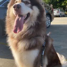 毛毛宠物诊所:珠海市金湾区吉林大学珠海学院附近