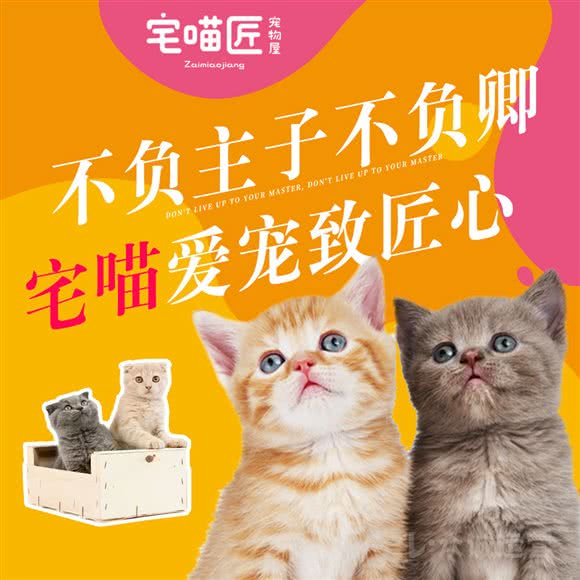 宅喵匠宠物屋(公信店):汕头市龙湖区南国/苏宁广场附近