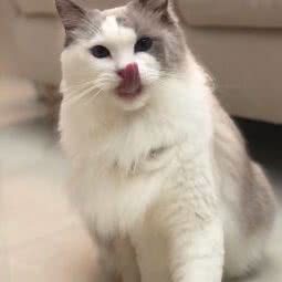 霸霸宠物生活馆:汕头市龙湖区南国/苏宁广场附近