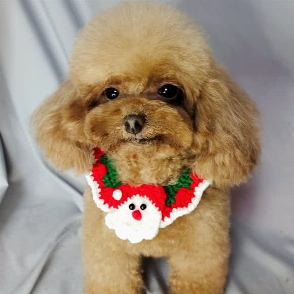 宠我所爱:汕头市龙湖区珠江路食街附近