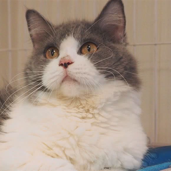 PETBOX宠物狗盒生活馆:汕头市龙湖区星湖城/金鸿公路附近