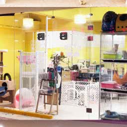 汕头市腻宠舍宠物店:汕头市龙湖区星湖城/金鸿公路附近