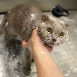 维它宠物养护:汕头市龙湖区星湖城/金鸿公路附近