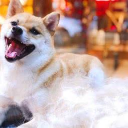 宠道文化(宠物店):汕头市金平区龙眼南路附近