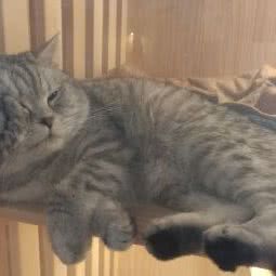 猫有所托宠物寄养会所:北京城区东城区建国门/北京站附近