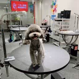 宠物家(双井店):北京城区朝阳区双井附近