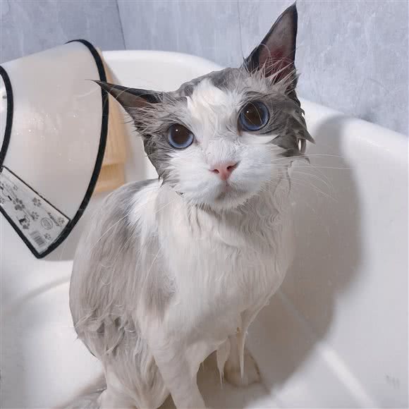 YONI宠物生活馆:汕头市金平区品牌一条街附近