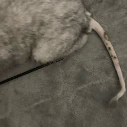 喜狸宠物狗:汕头市金平区品牌一条街附近